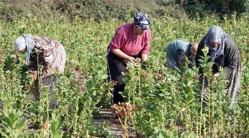 Σημαντική έλλειψη εργατών για τα καπνοχώραφα στην Θράκη την στιγμή που η ανεργία αγγίζει το 23%