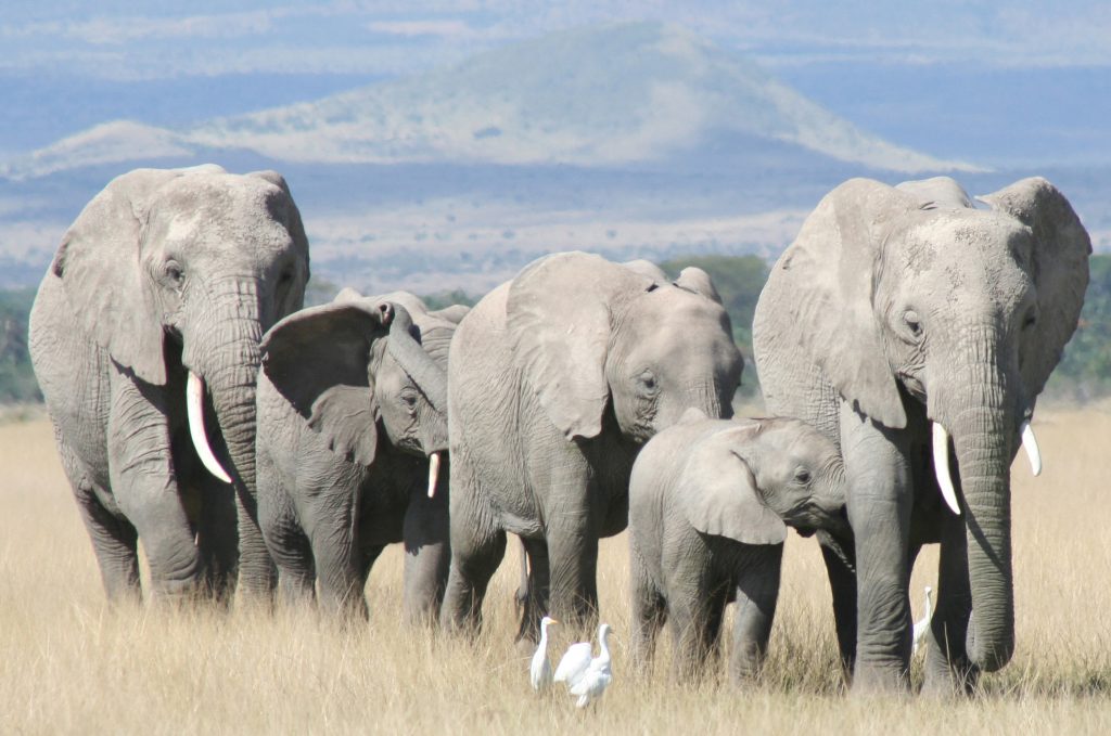 Βίντεο: Τρελαμένοι ελέφαντες τα κάνουν όλα «γυαλιά καρφιά»
