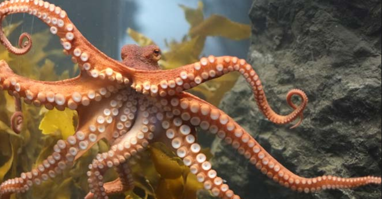 Βίντεο: Σκληρή μάχη μεταξύ καβουριού και χταποδιού