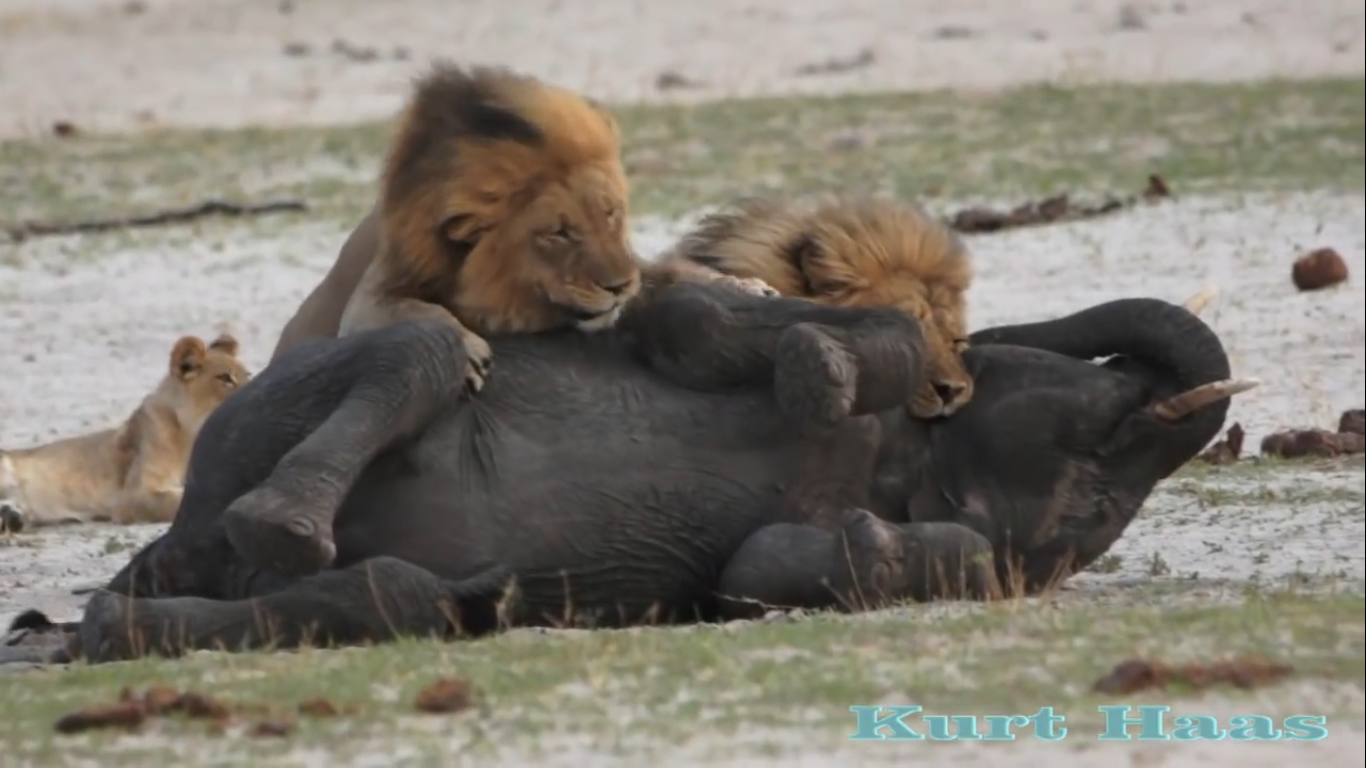 Βίντεο: 15 επικές άγριες μάχες ζώων που δεν πρέπει να χάσετε!