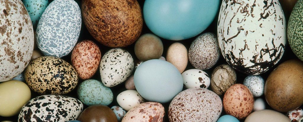 Eπιστημονική έρευνα αναλύει τις διαφορές των αυγών – Γιατί είναι τόσο διαφορετικά;