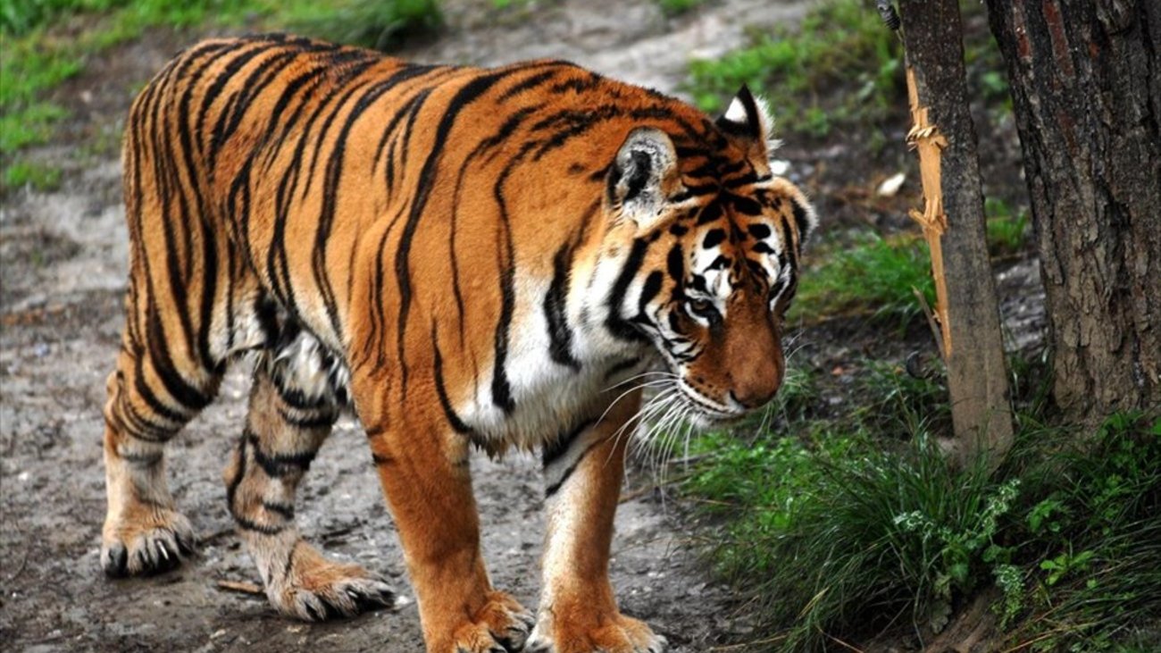 Βίντεο: Τίγρης επιτίθεται σε αμάξι με τουρίστες