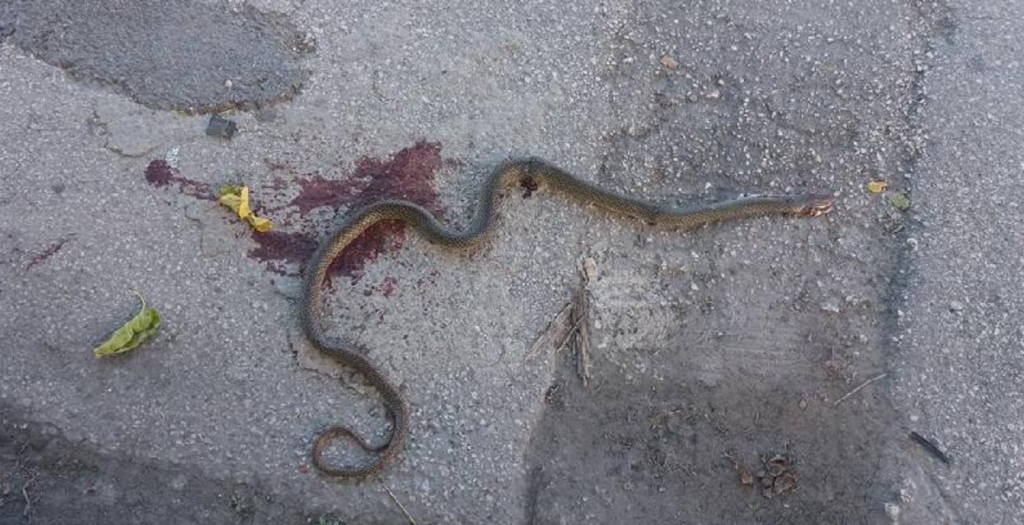 Πανικός στη Λάρισα: Γέμισαν φίδια οι δρόμοι