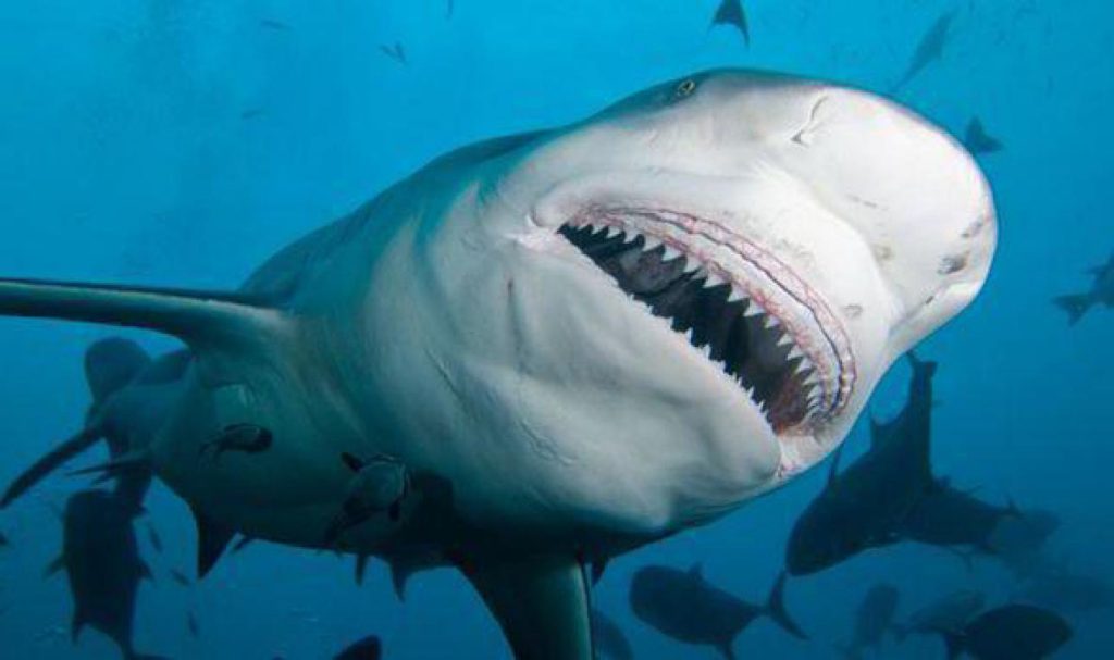 Μαγιόρκα: Καρχαρίας 2,5 μέτρων «έσπειρε» των πανικό (βίντεο)