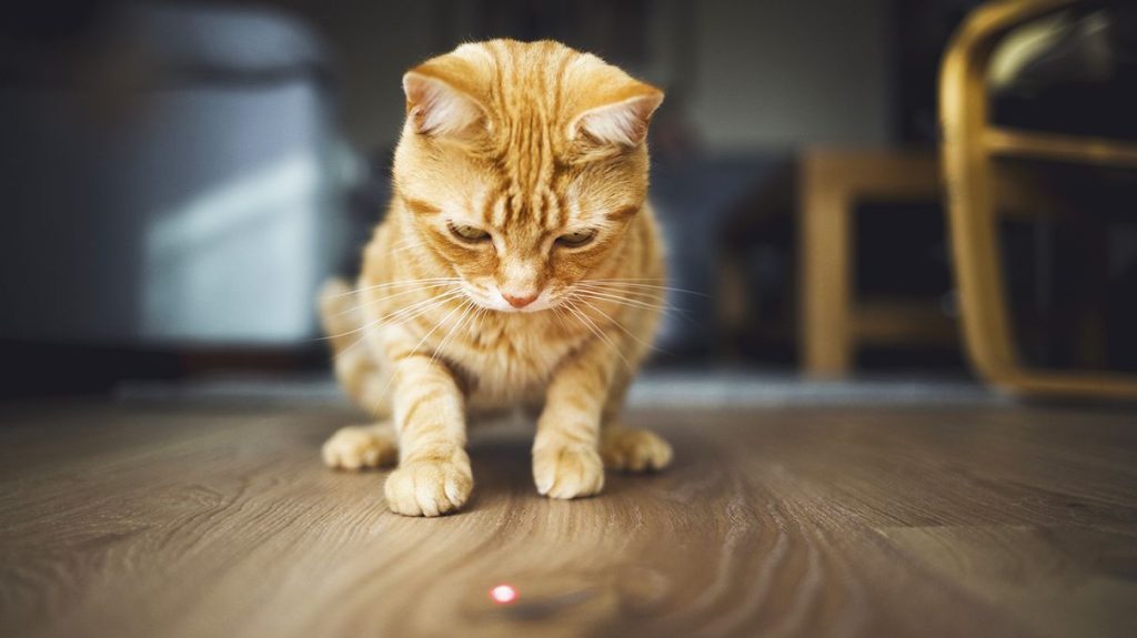 Γάτες εναντίον παιχνιδιού λέιζερ – Ένα ξεκαρδιστικό βίντεο
