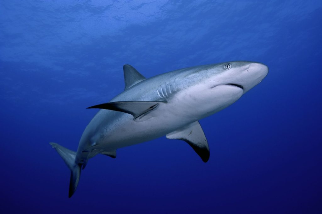 ΗΠΑ: Υπερδιπλάσιες οι πιθανότητες να πεθάνει κανείς από αστεροειδή… παρά από καρχαρία