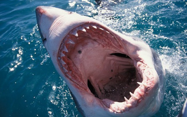 Λευκοί καρχαρίες σε… μάχες με φάλαινες δολοφόνους (video)