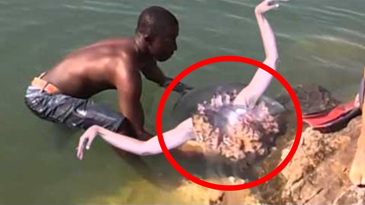 Υπάρχουν τελικά οι γοργόνες; – Τι λέει γι’ αυτά τα μυθικά πλάσματα ο λαός (φωτό, βίντεο)