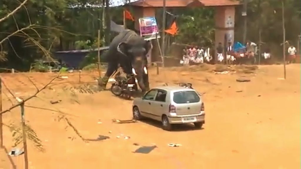 Ελέφαντας τα «έβαλε» με οχήματα και προκάλεσε πανικό (βίντεο)