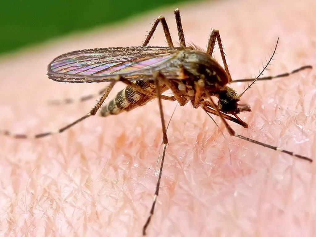 Γιατί τα κουνούπια προτιμούν κάποιους περισσότερο;