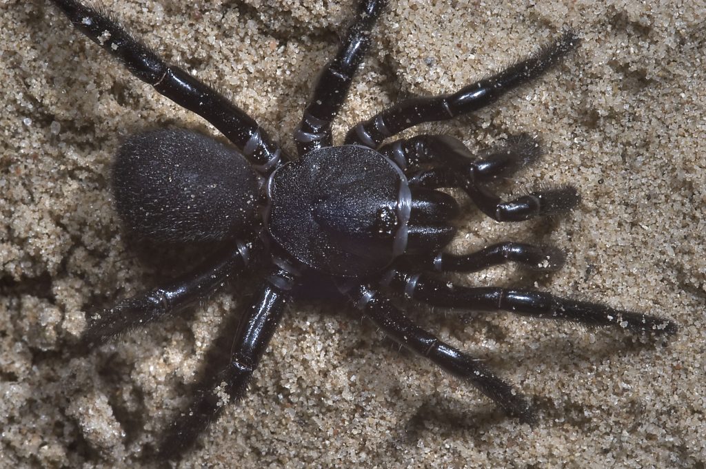 Μαύρη αράχνη του Δαρβίνου εκτοξεύει τον ιστό της στα 25 μέτρα για να περάσει ένα ποτάμι…(βίντεο)