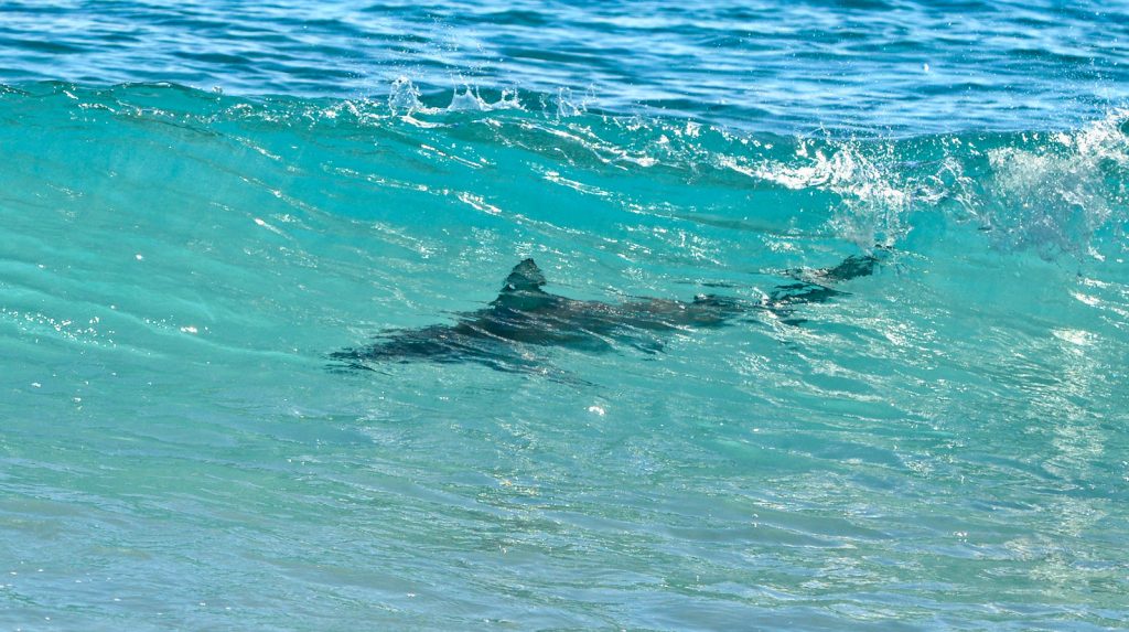 Καλοκαιρινό θρίλερ: Επτά καρχαρίες «καραδοκούσαν» στα ρηχά παραλίας (βίντεο)