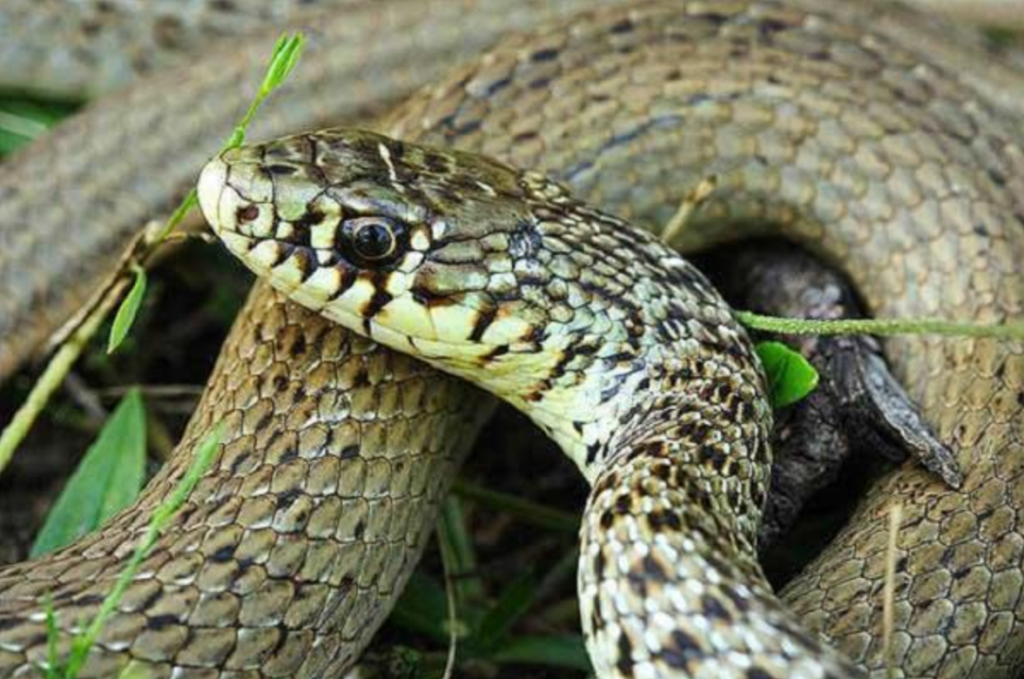Τρόμος στα Φάρσαλα: Βρέθηκε φίδι σε πολυκατοικία