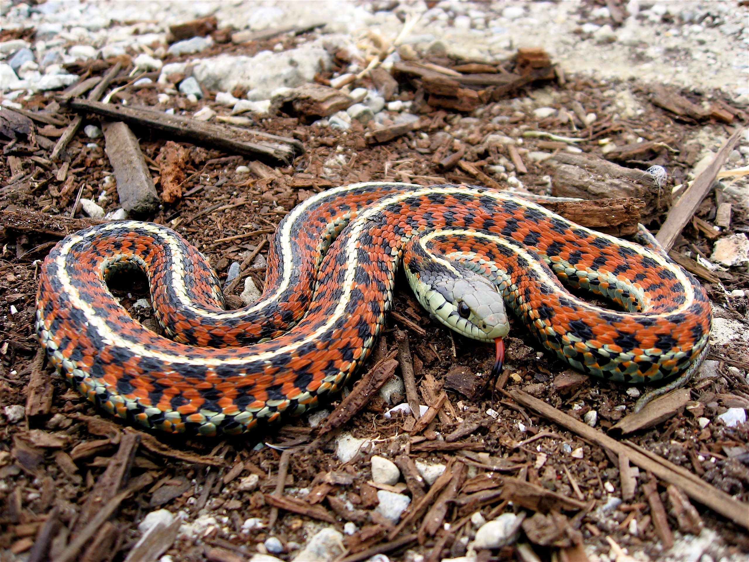 Ευρυτανία: Εμφανίστηκε γιγαντιαίο φίδι δίπλα σε σπίτια (φωτό)