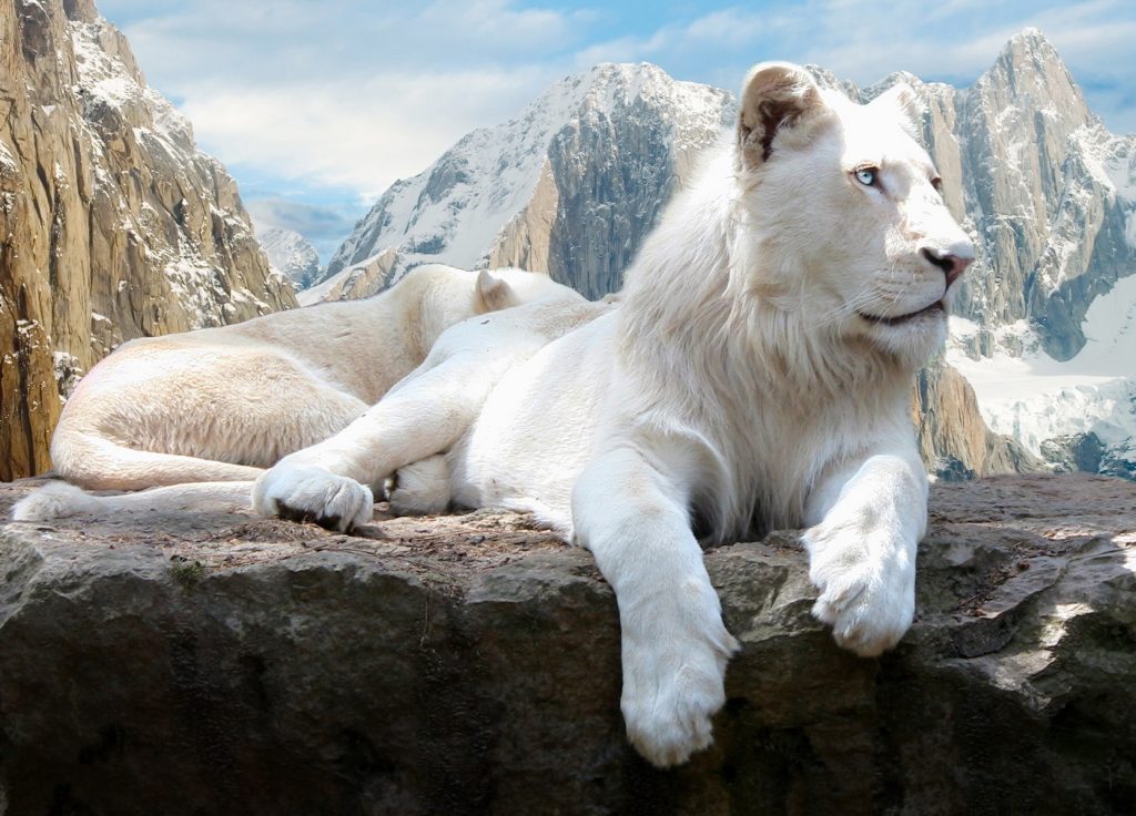 Βαγδάτη: Σπάνιο λευκό λιοντάρι γιορτάζει τα γενέθλιά του (βίντεο)