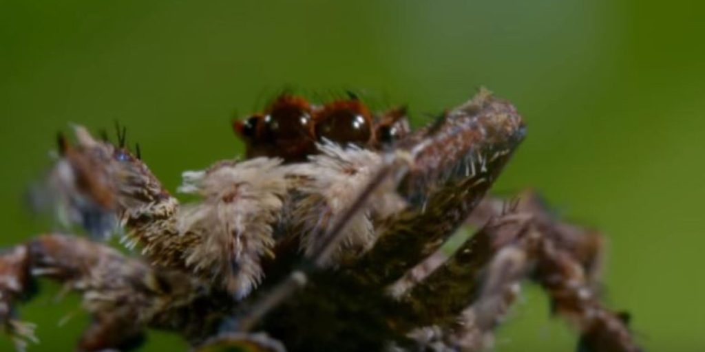 Αυτή η αράχνη μπορεί να λύσει προβλήματα και να εκπαιδευτεί από τον άνθρωπο…(βίντεο)