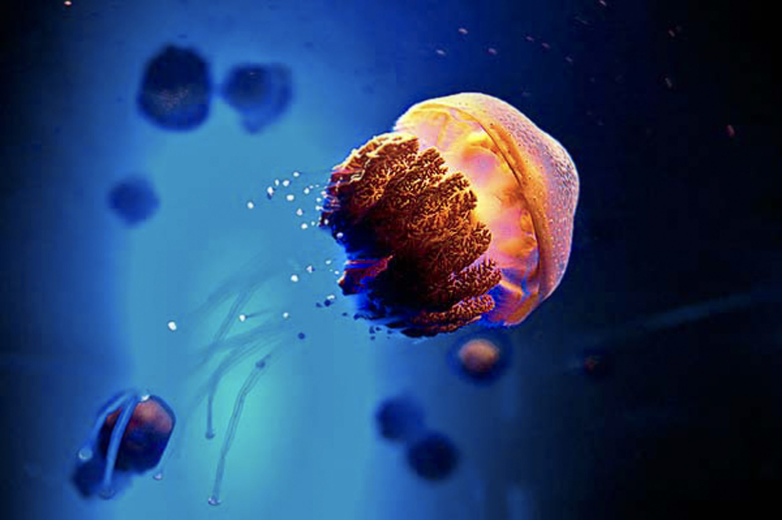 Μετά τον Κορινθιακό «επιδρομή» από τσούχτρες και στο Ιόνιο- Τι πρέπει να προσέχετε