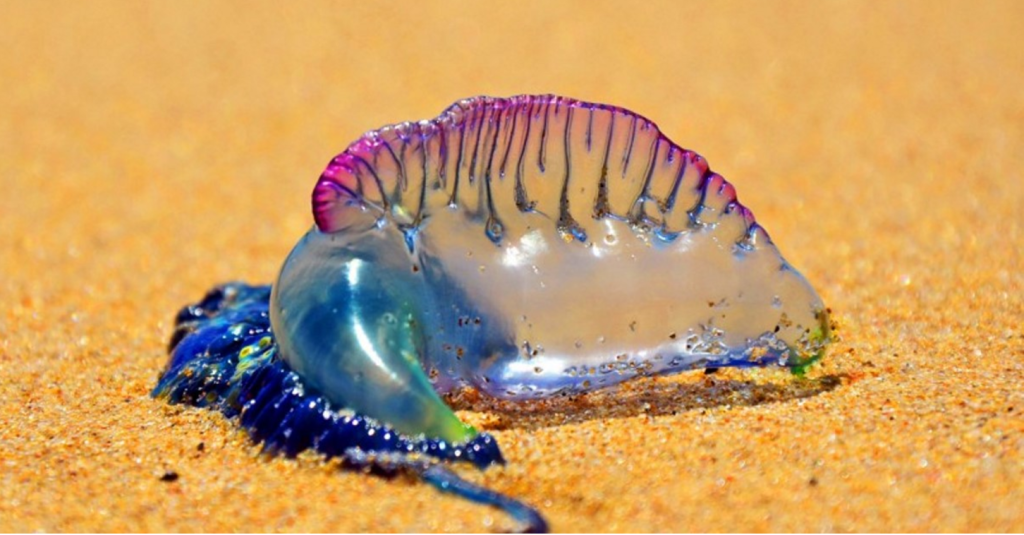 Βίντεο: Αν δείτε αυτό το μώβ «πλάσμα» στην παραλία βάλτε το στα πόδια! 