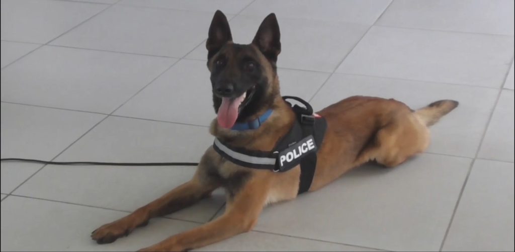 Κανείς διακινητής ναρκωτικών δεν ξεφεύγει από αυτόν το σκύλο της ΕΛ.ΑΣ. (βίντεο)