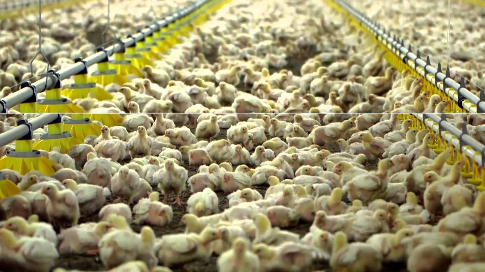ΚΒΙΕΣ: Κοτόπουλα με σαλμονέλα στο ΠΝ – Αποφεύχθηκε δηλητηρίαση
