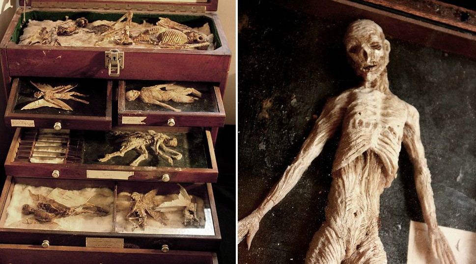 Πτώματα περίεργων πλασμάτων βρέθηκαν σε υπόγειο εγκαταλελειμμένου σπιτιού στο Λονδίνο (βίντεο)