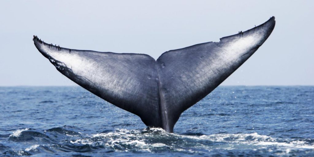Βίντεο καταγράφει την πρόσκρουση ενός kiteboarder στην πλάτη φάλαινας