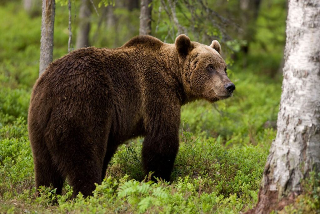 Γιάννενα: Τράβηξε μια αρκούδα με το κινητό του (βίντεο)