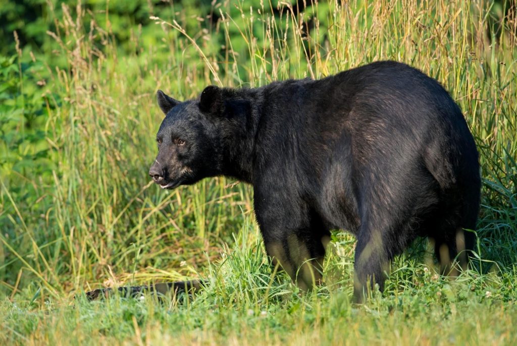 ΗΠΑ: Ξύπνησε και είδε μια… αρκούδα να δαγκώνει το κεφάλι του (φωτό)