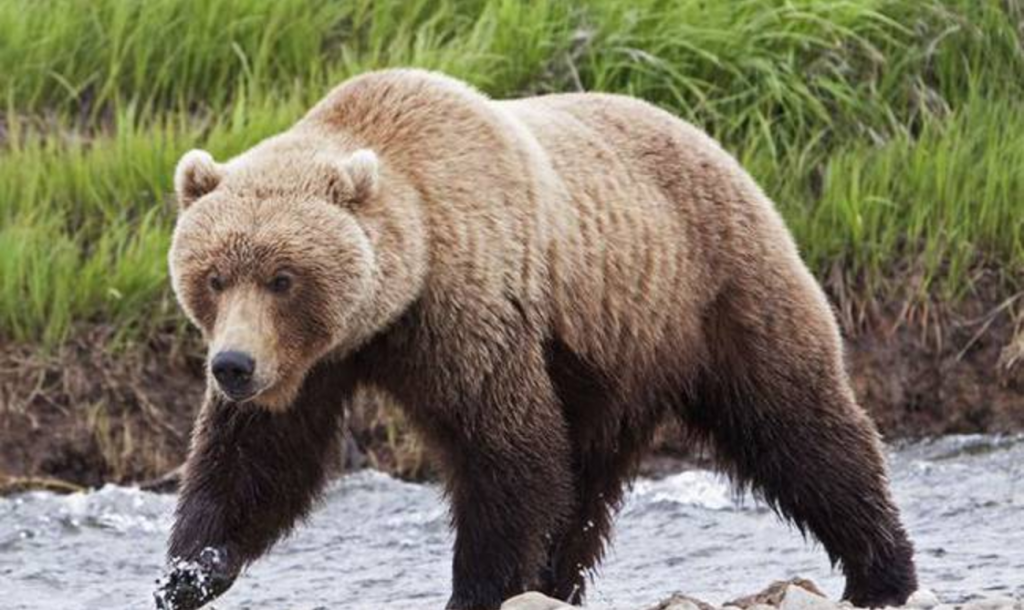 Βίντεο: Μιά αρκούδα βολτάρει στην Κόνιτσα