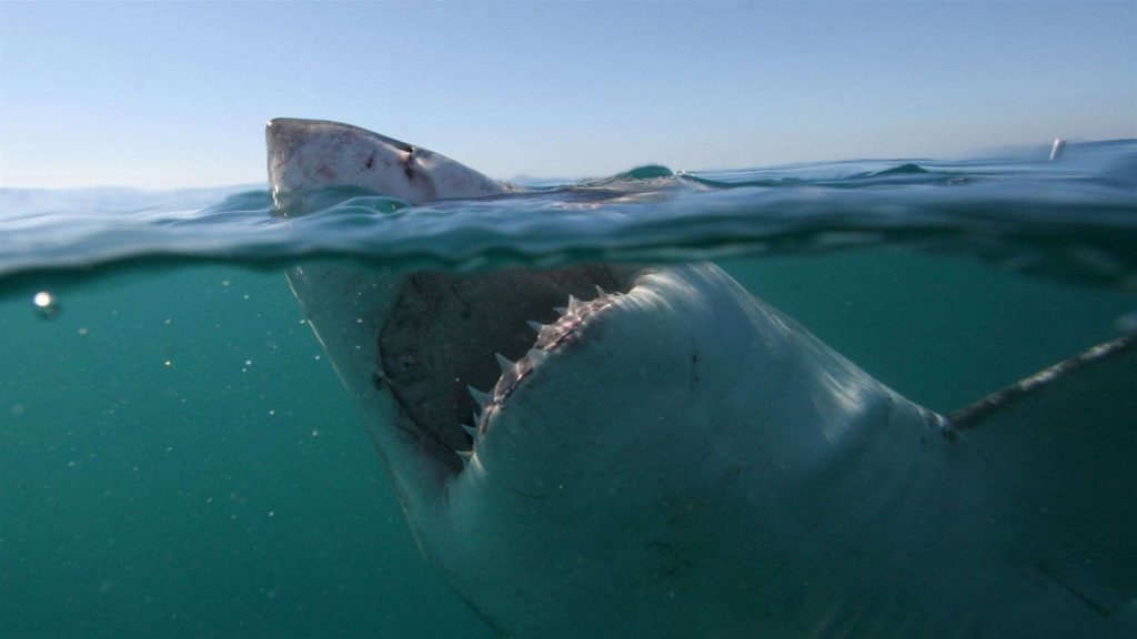 Βίντεο: Η φαεινή του ιδέα να πιάσει την ουρά του καρχαρία… απέβη ατυχής
