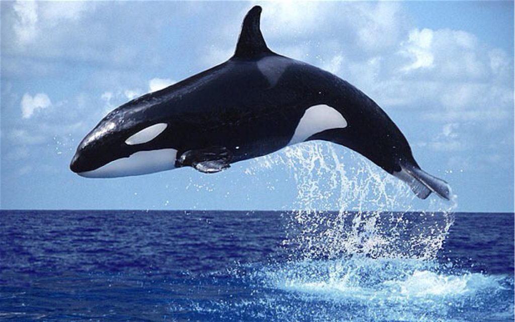 Η ομορφιά και η αρμονία της φύσης: Φάλαινα χορεύει παρέα με δελφίνια (βίντεο)