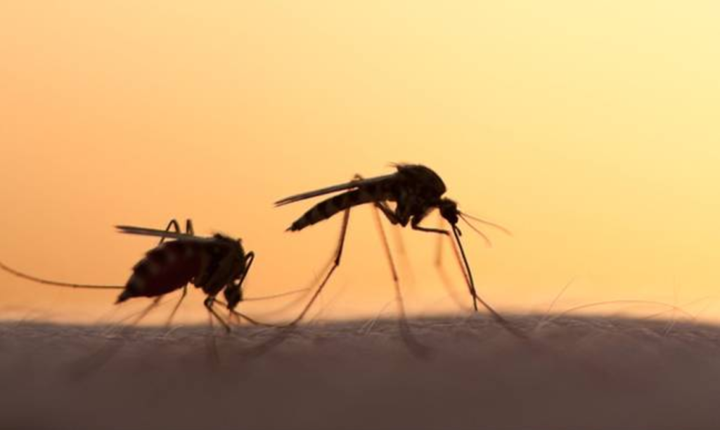 Ελονοσία στην Ελλάδα – Ποιες οι επηρεαζόμενες περιοχές και τι να προσέξετε (φωτό,βίντεο)