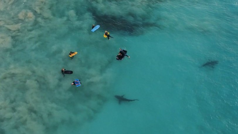 Αυστραλία: Drone καταγράφει μικρά παιδιά να κολυμπούν δίπλα σε καρχαρίες (φωτό, βίντεο)