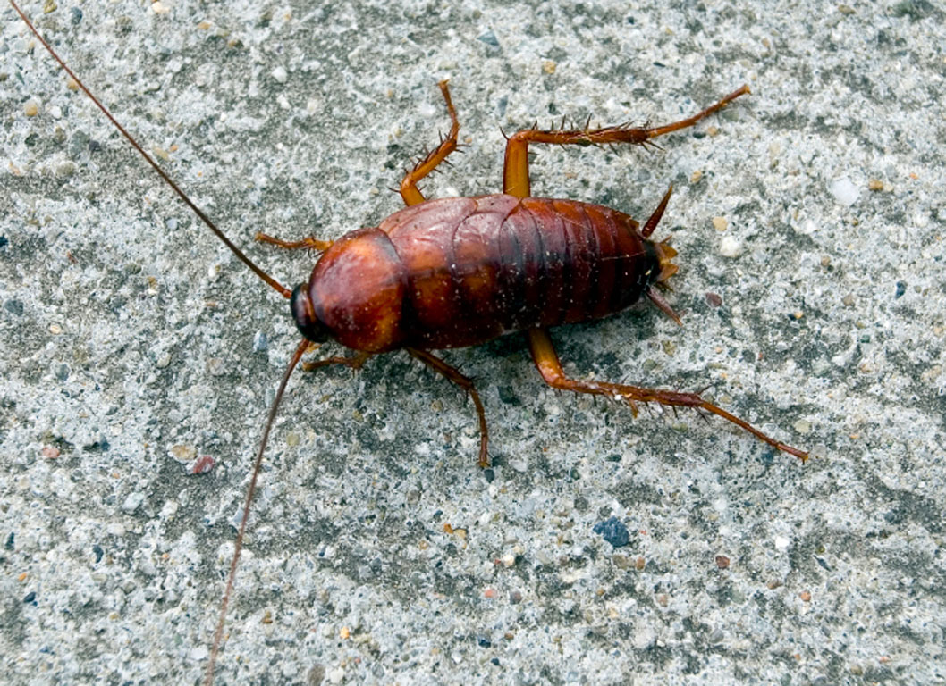 Τέσσερις φυσικοί τρόποι για να μη ξαναπλησιάσουν κατσαρίδες στο σπίτι σας