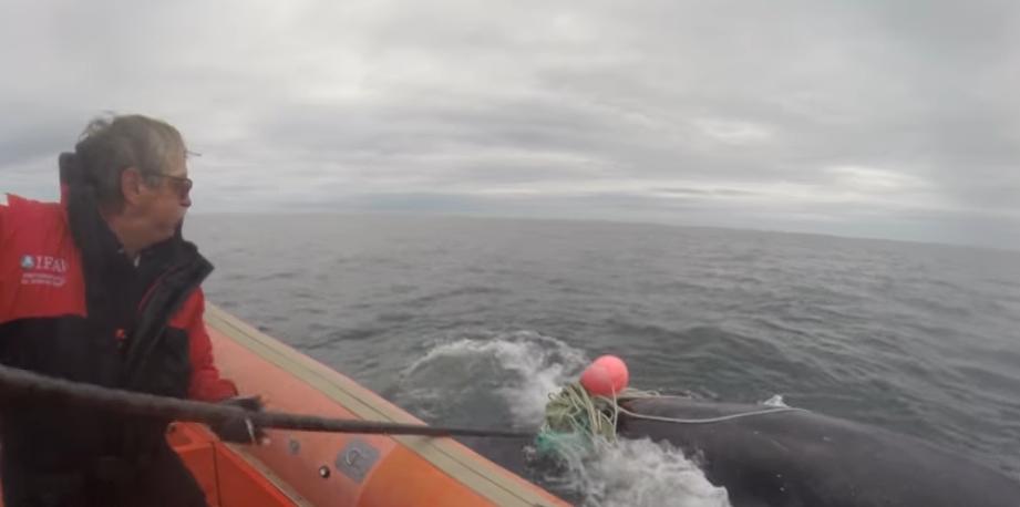 Καναδάς: Τραγικό θάνατο βρήκε ψαράς από φάλαινα που μόλις είχε σώσει (φωτό, βίντεο)