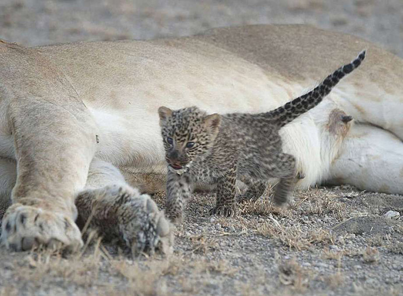 Τανζανία: Λέαινα θηλάζει νεογέννητες λεοπαρδάλεις – Εντυπωσιακές φωτογραφίες