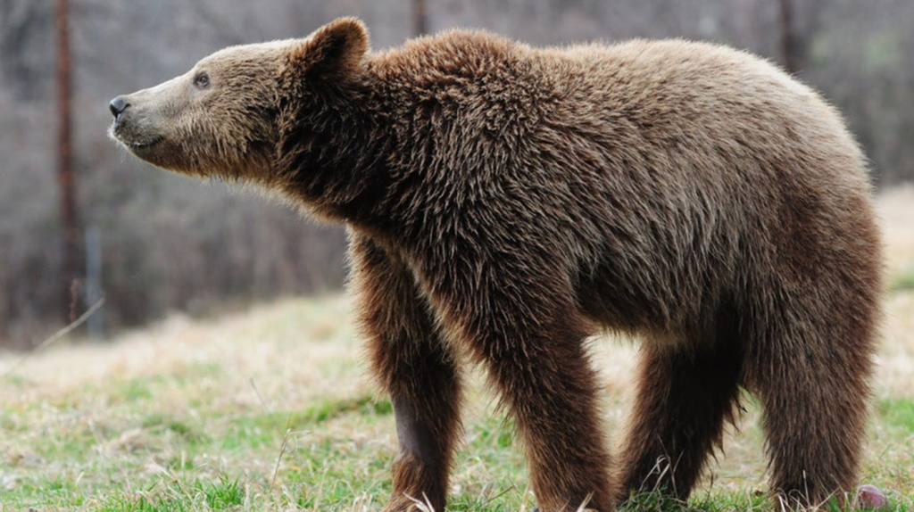 Θεσσαλονίκη: Βρέθηκε κατεργασμένο δέρμα αρκούδας στον Αλιάκμονα (φωτό)