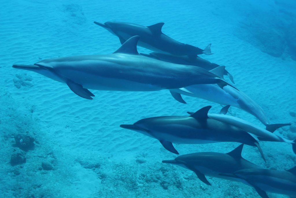 Ακράτα: Τρία δελφίνια εμφανίστηκαν στην παραλία και ξεκίνησαν τα παιχνίδια (βίντεο)