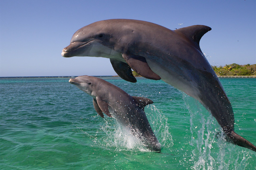 Παιχνιδιάρικα δελφίνια στην Ακράτα – Έπαιξαν στην ακτή! (βίντεο)