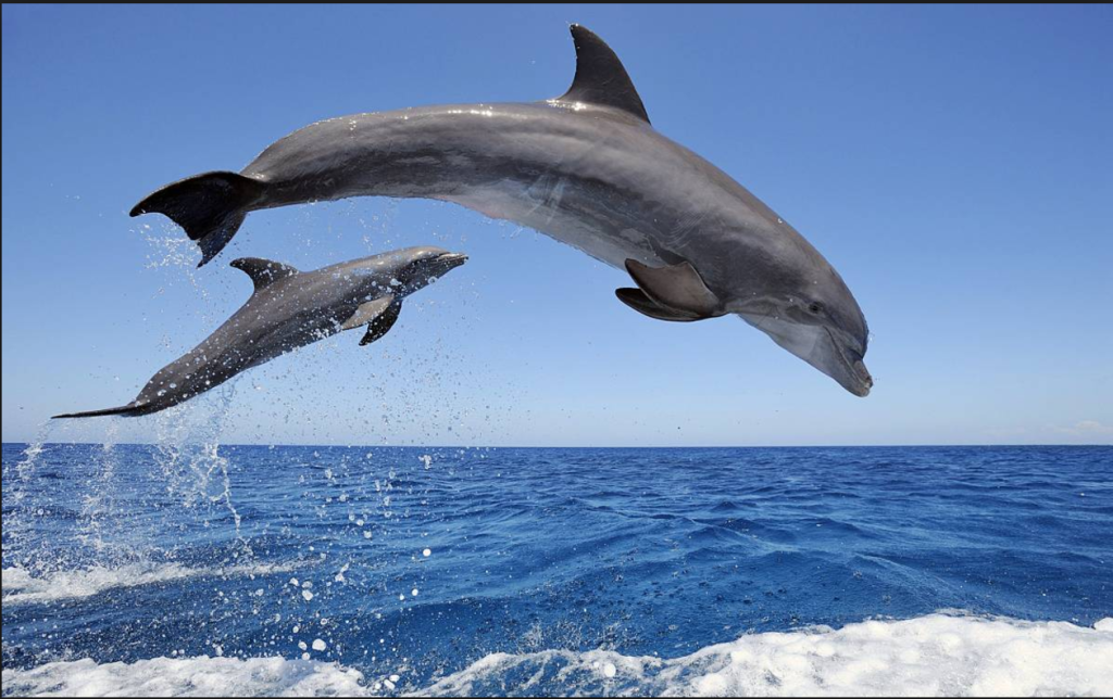 Βίντεο: Οικογένεια σώζει δελφίνι στις ακτές του ωκεανού 