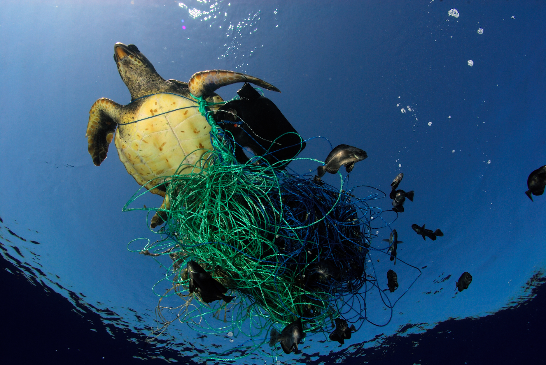 SOS απ’ την Μεσόγειο για την θαλάσσια μόλυνση – Νο1 κίνδυνος τα πλαστικά (φωτό)
