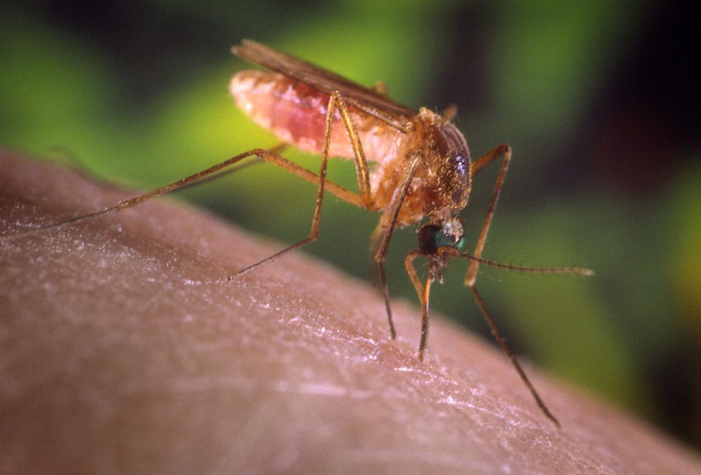 Βίντεο: Πυροβόλο λέιζερ σκοτώνει κουνούπια στον αέρα