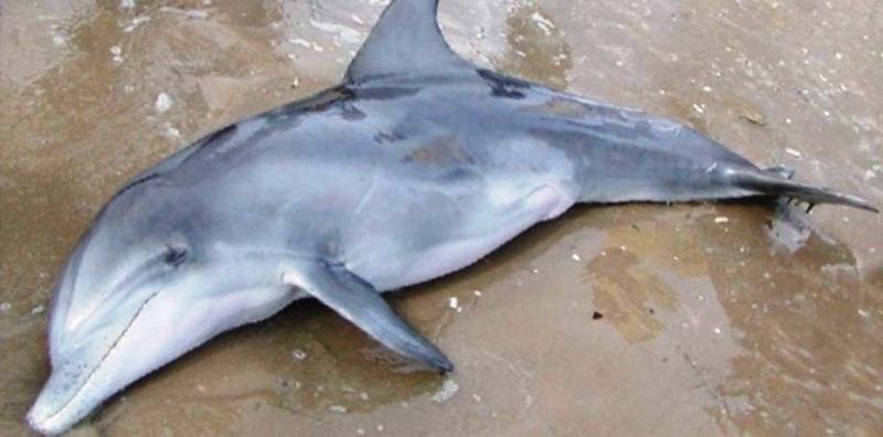 Χαλικιδική: Και άλλο δελφίνι ξεβράστηκε νεκρό