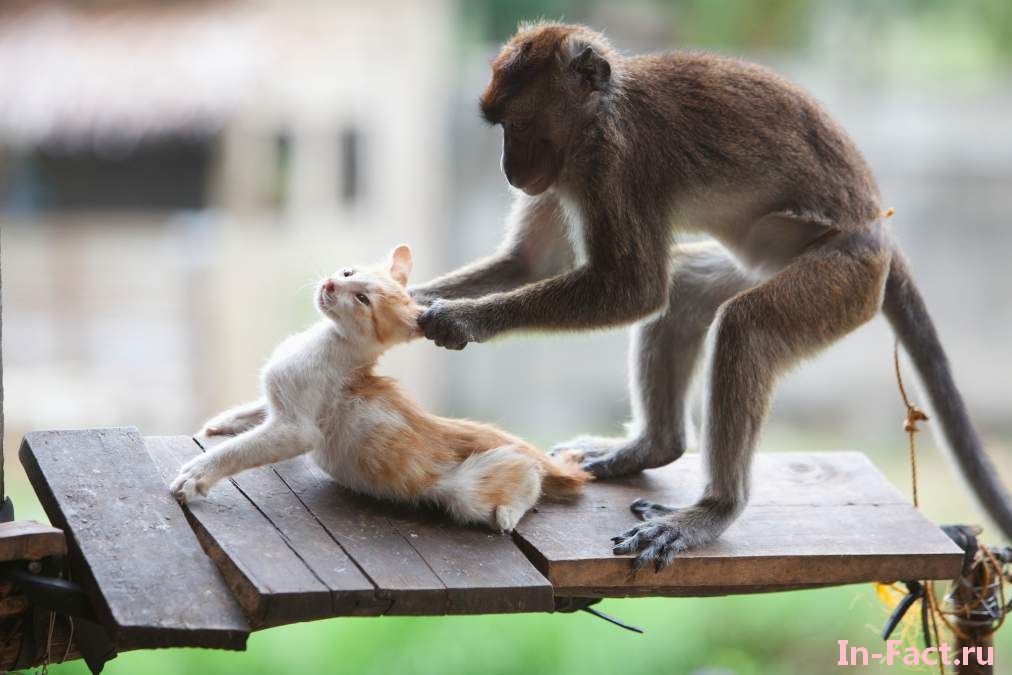 Ξεκαρδιστικό: Μαϊμούδες  εναντίον… σκυλιών και γατιών (βίντεο)
