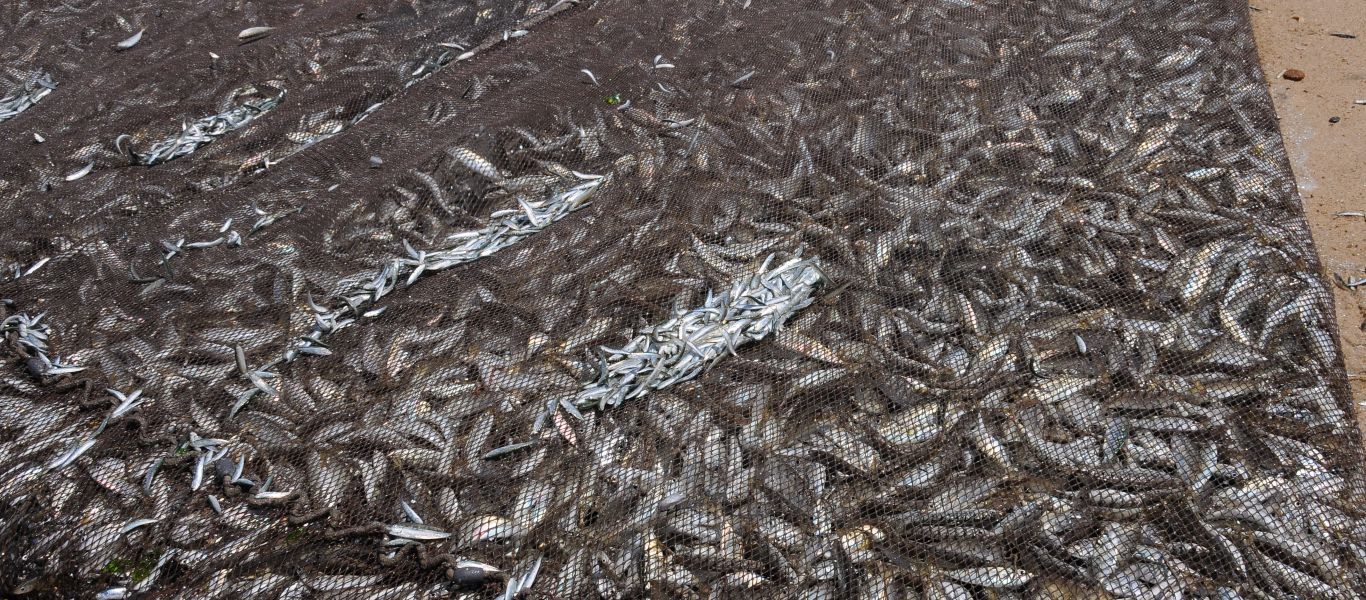 Πρωτοφανές: Η Ελλάδα εισάγει τα 2/3 των ψαριών που καταναλώνει