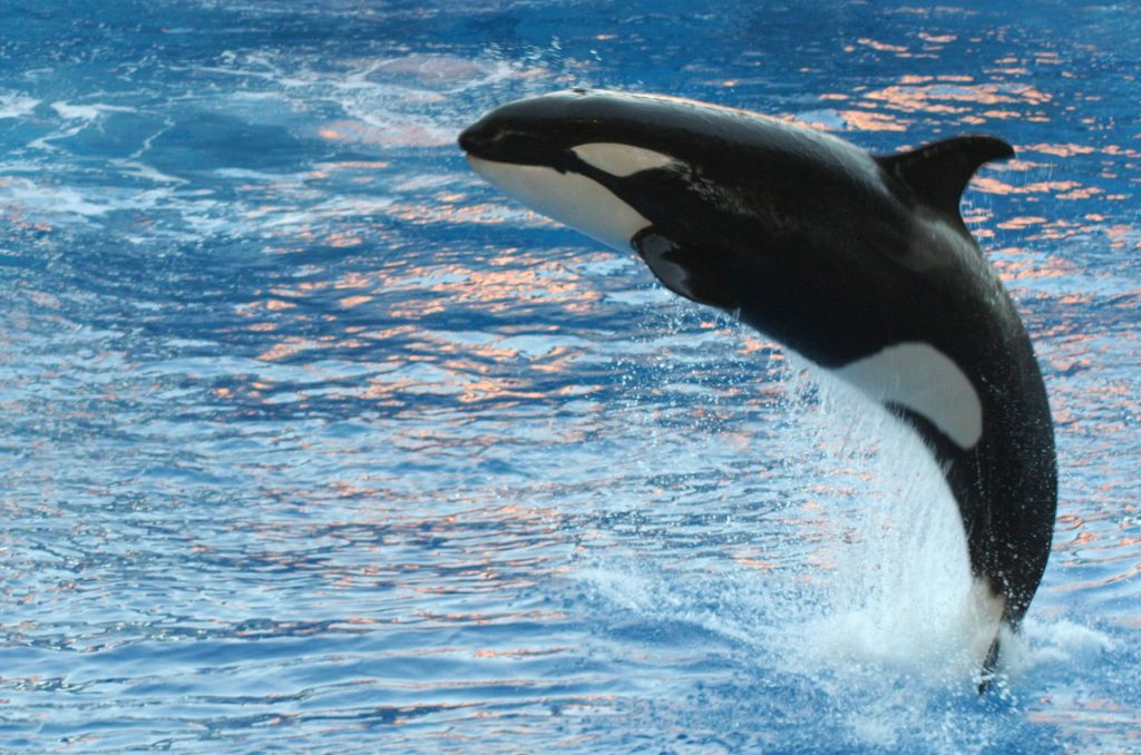 Βίντεο: Φάλαινα 40 τόνων… «πετάει» σαν δελφίνι