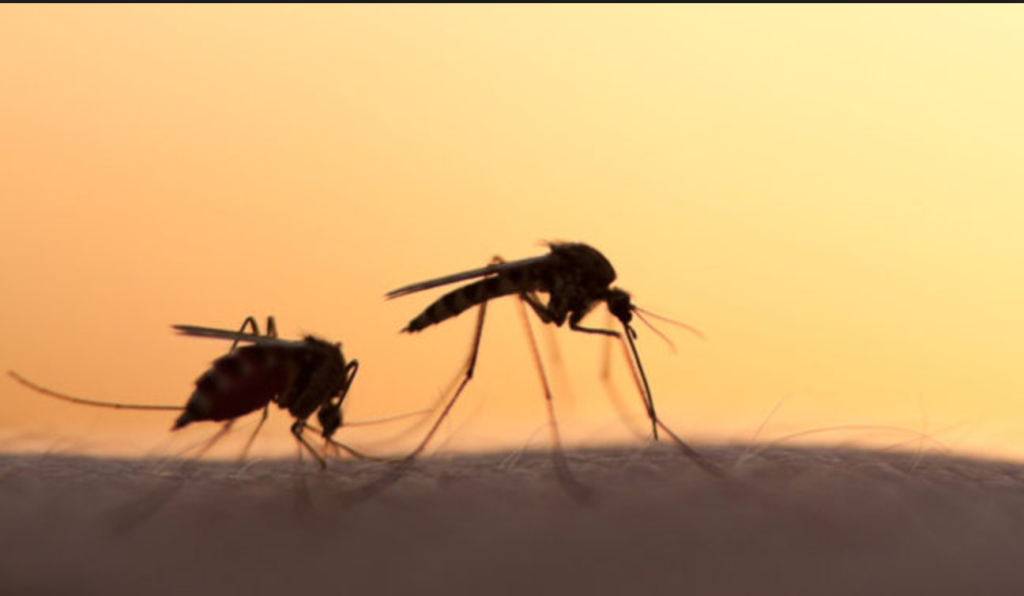 Ελονοσία στην Ελλάδα: Πάνω απο 30 κρούσματα τον Ιούλιο – Ποιες είναι οι επηρεαζόμενες περιοχές