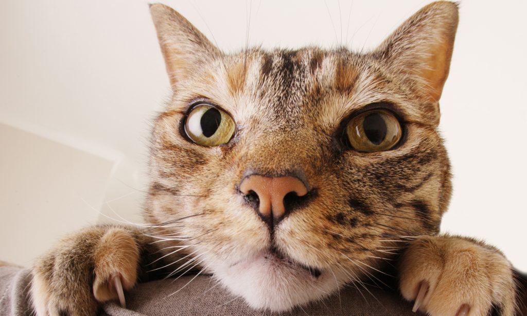 Ιαπωνία: Γάτα μετέδωσε τσιμπούρια σε γυναίκα και πέθανε