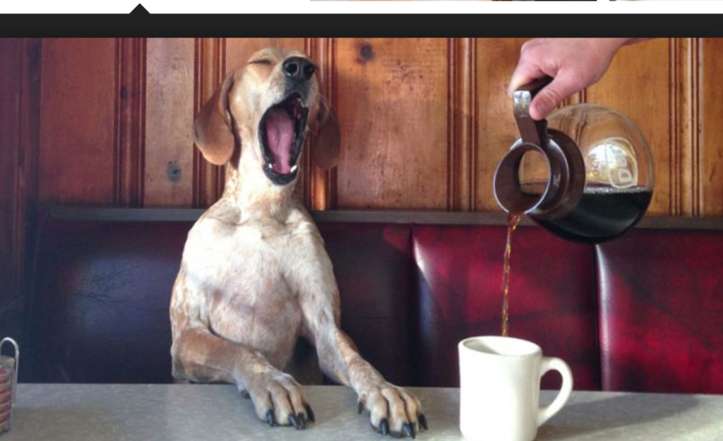 Άνοιξε το πρώτο καφέ σκύλων στη Νέα Υόρκη