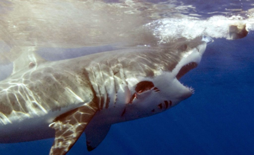 Βίντεο: Ψαράδες-ήρωες σώζουν τη ζωή ενός ανυπεράσπιστου καρχαρία